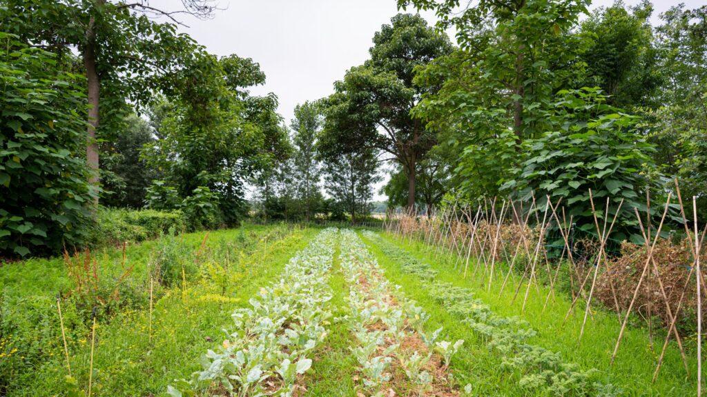 Agriculture regénérative