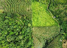 Agroforesterie et reforestation