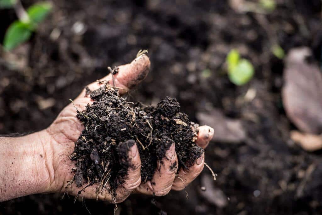 Someone holding soil in their hand