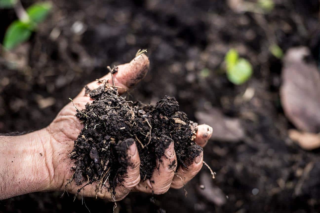 Soil