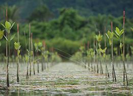 Coastal & Marine Restoration