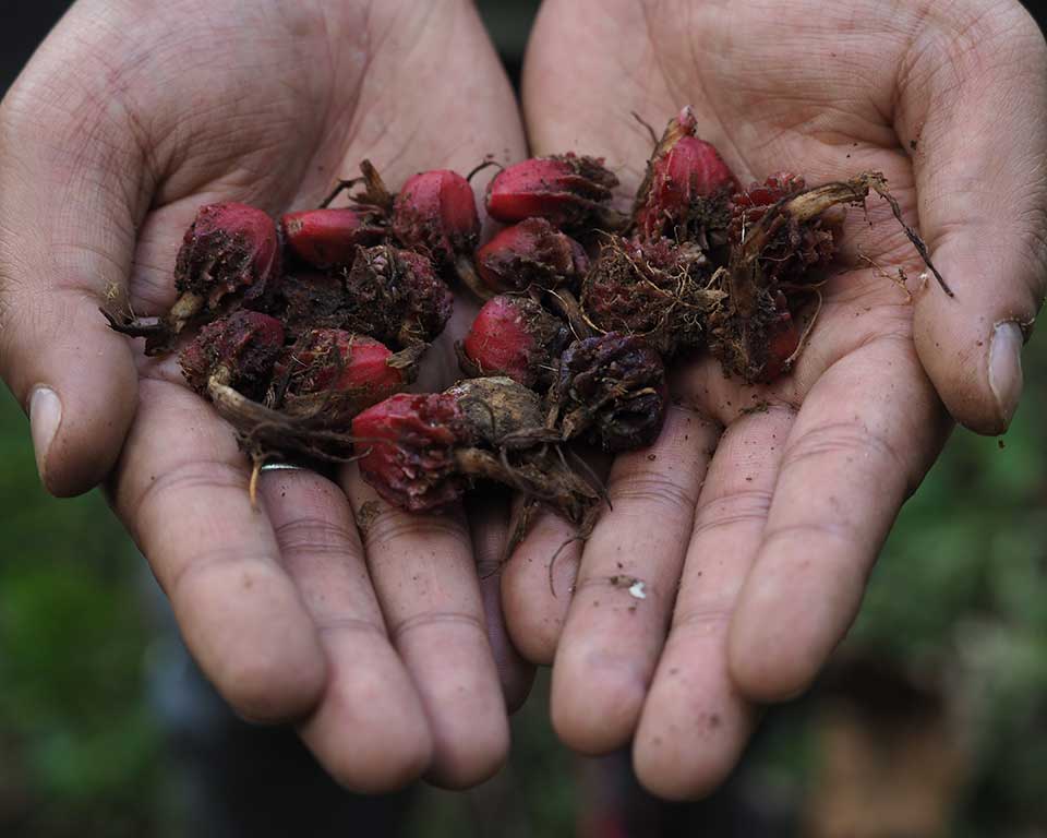 Hands holding cardamom. A popular annual crop and main income for many families.