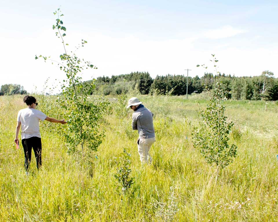 Suivi d'une zone tampon écologique plantée en Alberta.