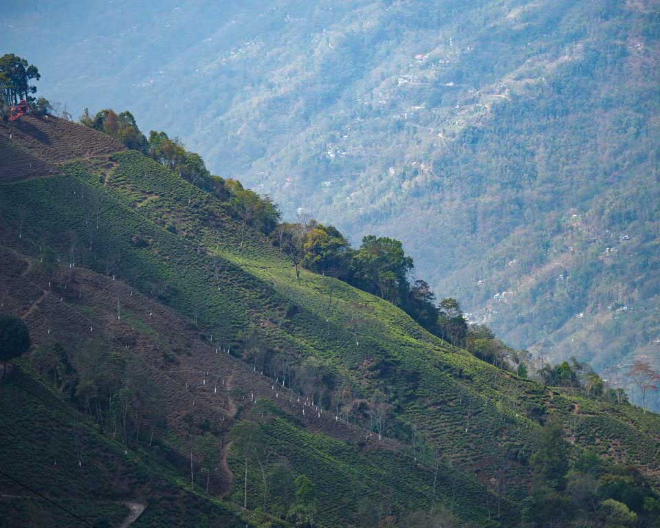 Parcelles agricoles à flanc de colline à Darjeeling, en Inde.