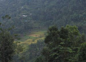 Parcelles agricoles, Darjeeling, Inde