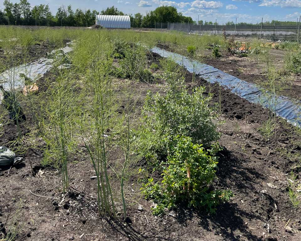 Arbres plantés dans une zone tampon riveraine en Alberta.