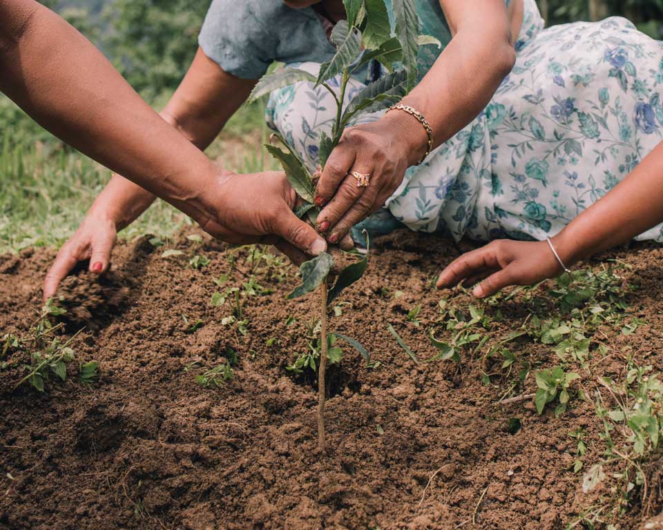 A tree seedling being planted in Darjeeling.