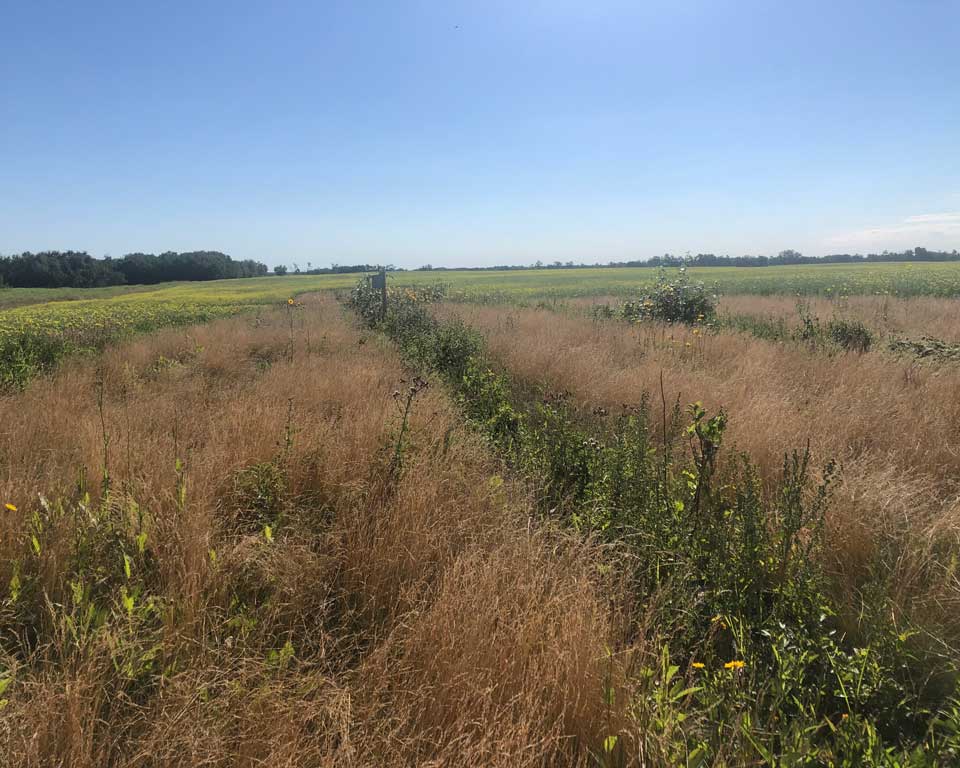 A riparian buffer between two fields.