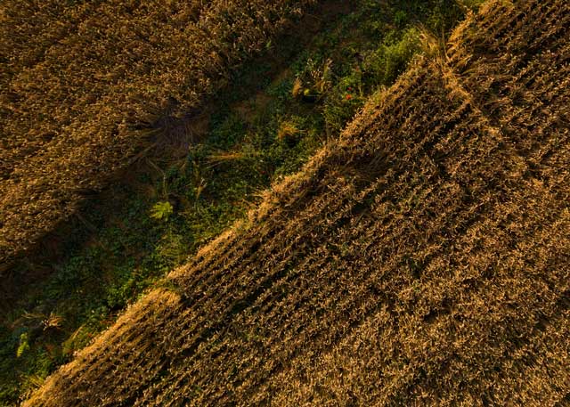 Les principales tendances mondiales en matière d’objectifs pour les solutions fondées sur la nature en 2023