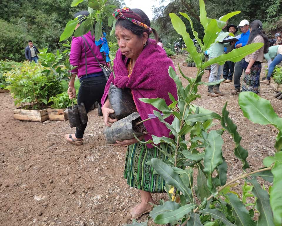 Saplings being distributed at a nursery in Guatemala.