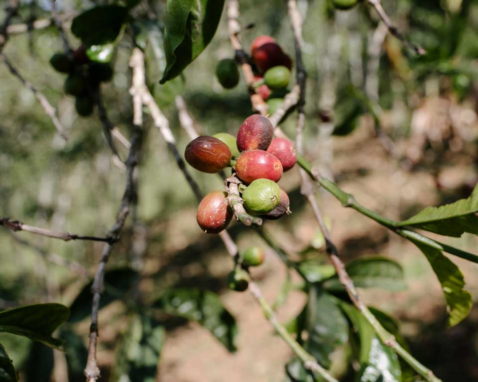 Cerises de café, Éthiopie.
