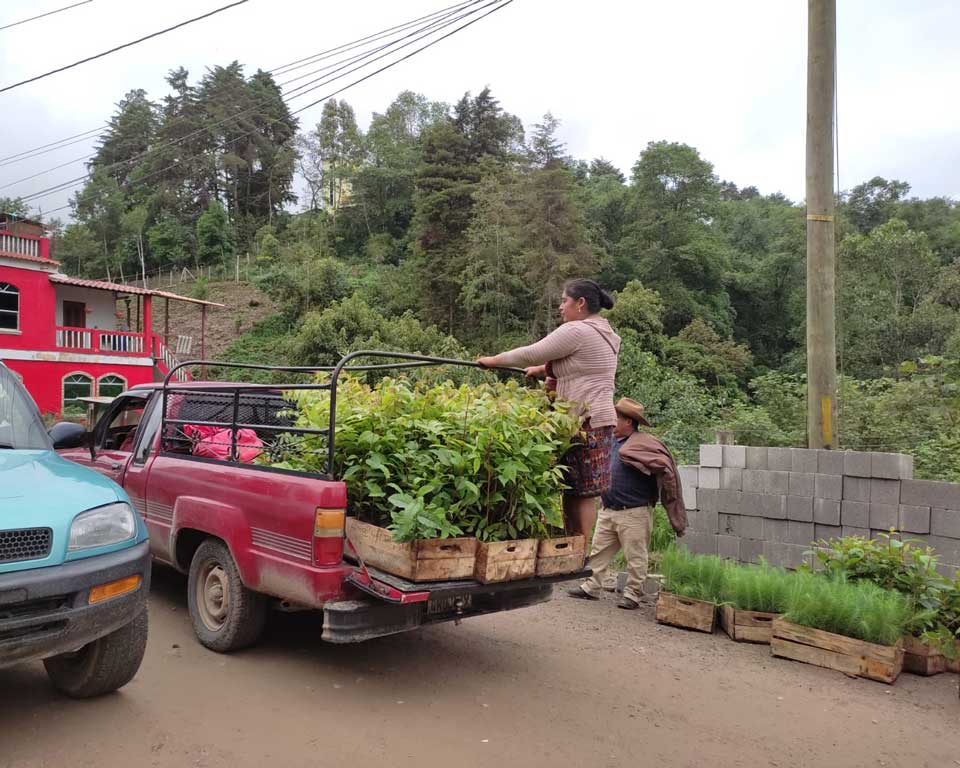 Répartition des arbres, Guatemala.