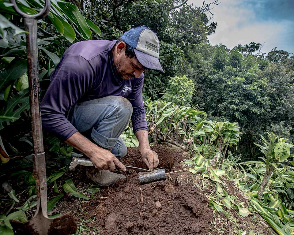 Agriculteur préparant un jeune arbre à planter, Costa Rica.