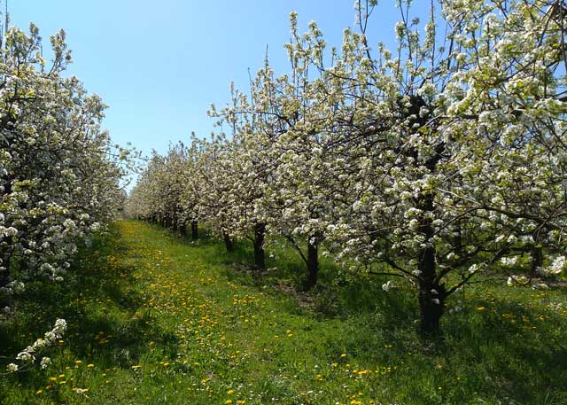 Tutti Frutti, Italy