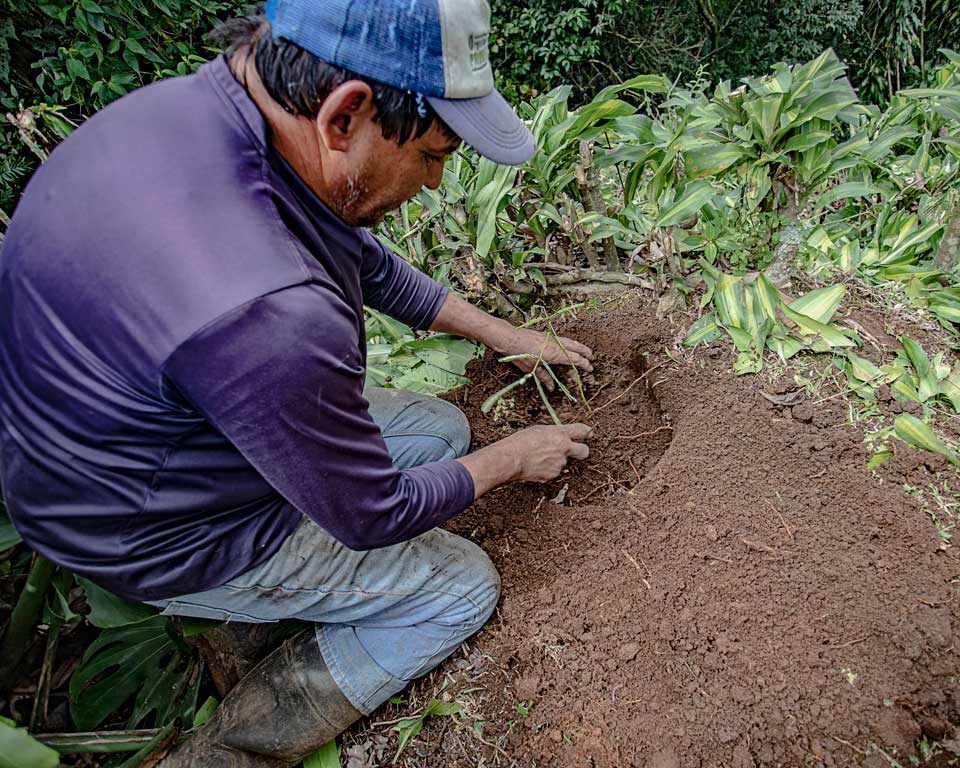 Agriculteur plantant un jeune arbre au Costa Rica.