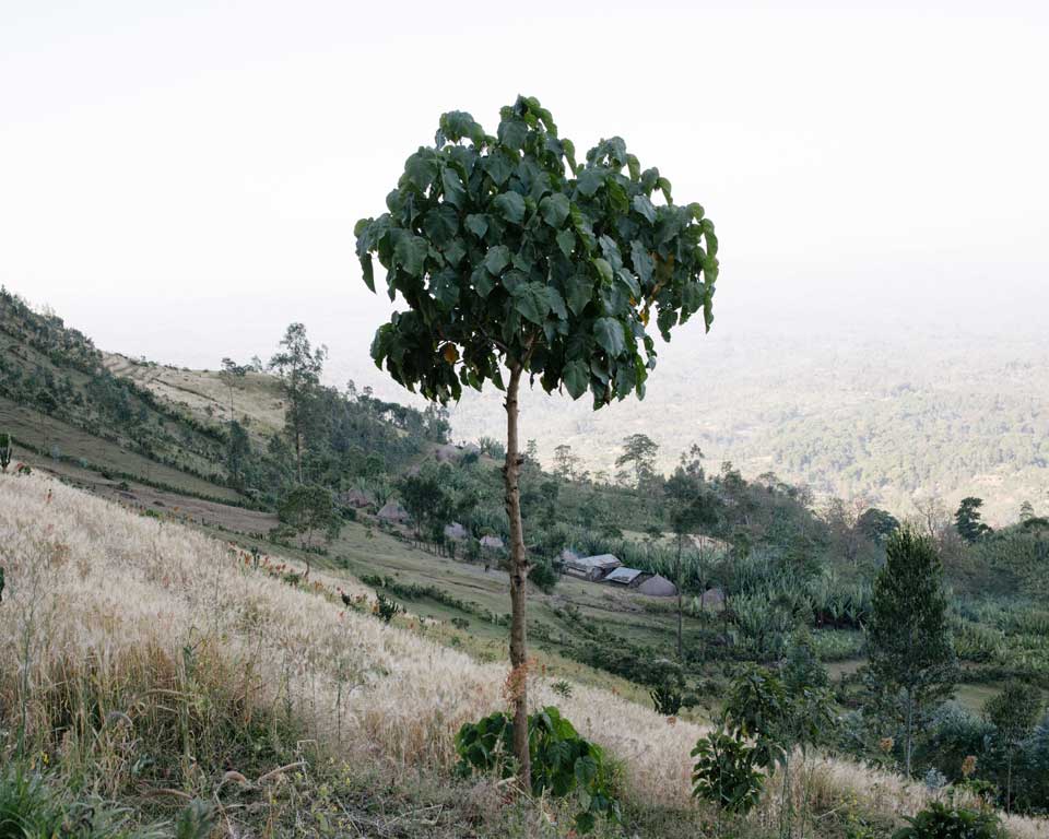 Arbre, Éthiopie.