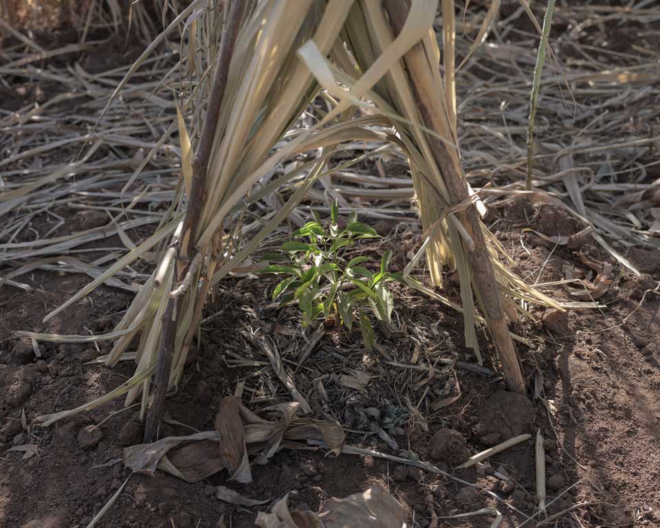 Jeune arbre planté en Éthiopie.
