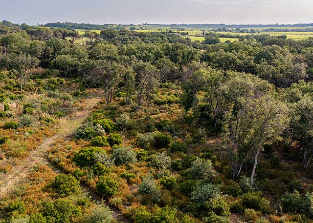 Reforestation, France