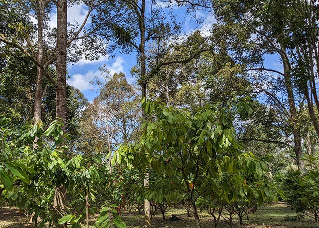 Étude de cas sur l’agroforesterie du cacao