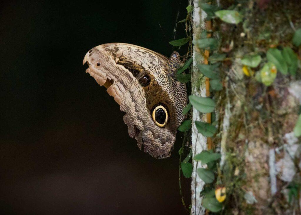 papillon contre arbre