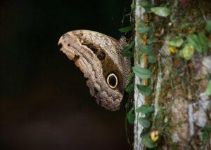 butterfly against tree