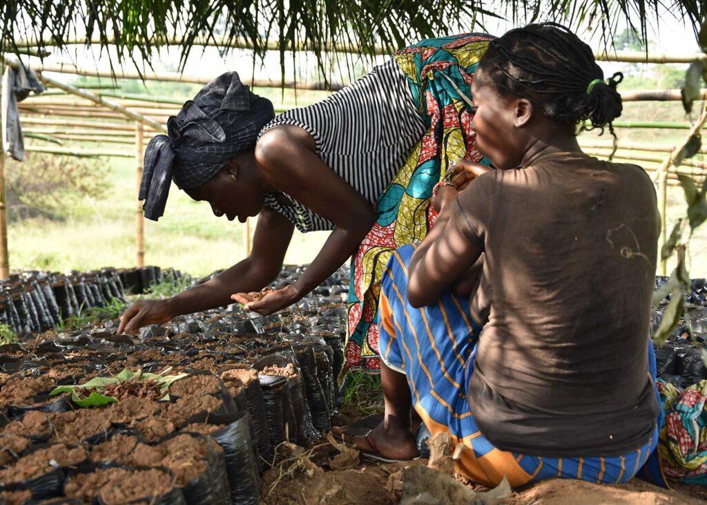 Community-Run Agroforestry Projects in Côte d’Ivoire