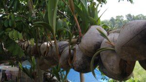 Agroforesterie de la noix de coco