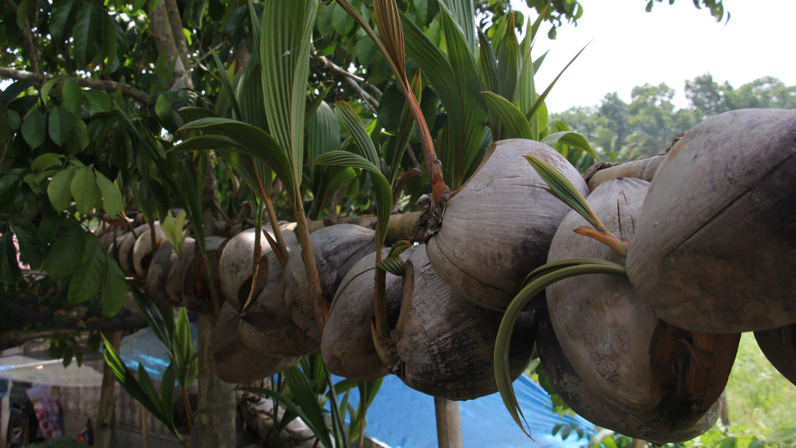 Avantages des pratiques de régénération de la noix de coco en Indonésie