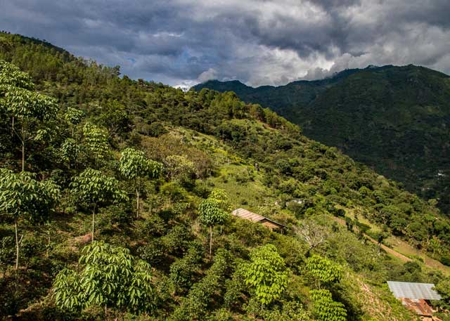 Agroforestry Planting Model