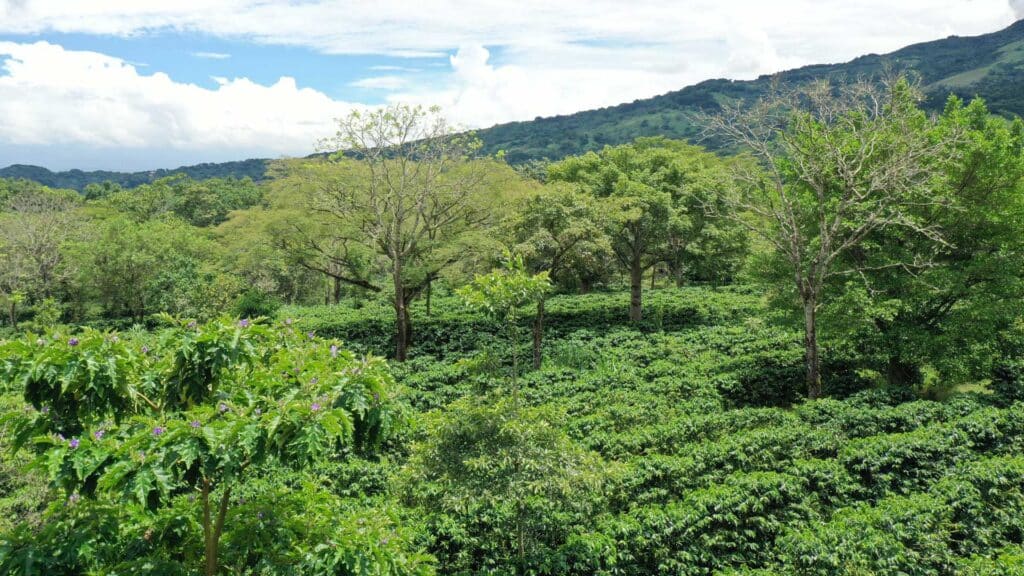 Suivi de l’agroforesterie du café pour garantir l’impact sur le climat