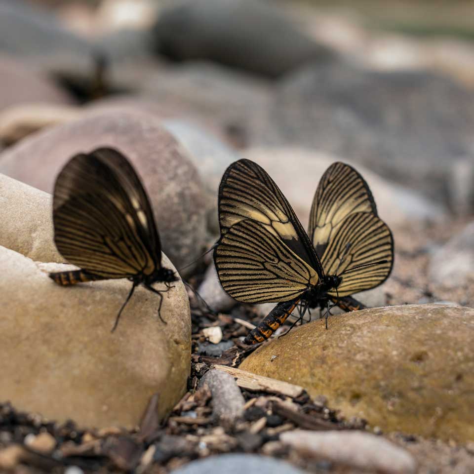 Papillons assis parmi les rochers.