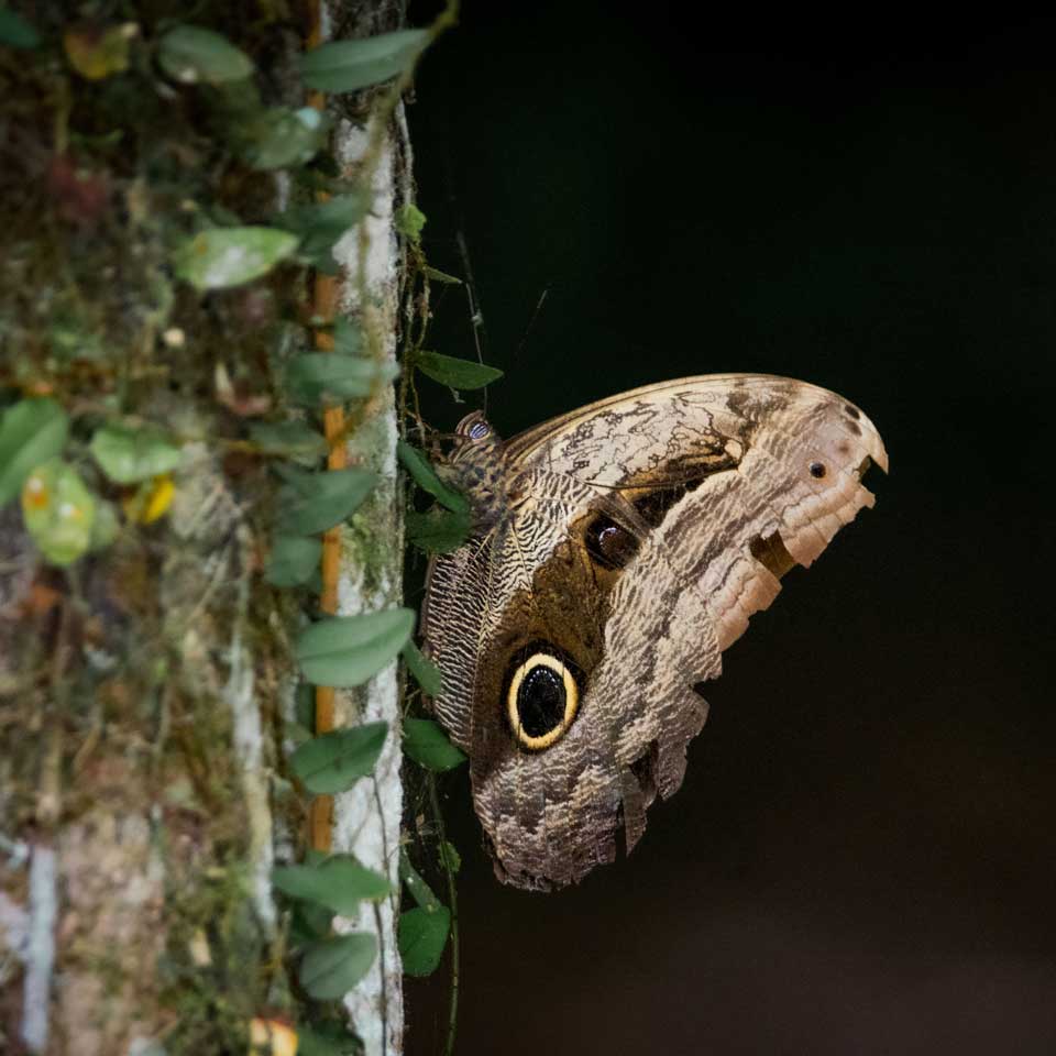 Butterfly perched on a tree trunk.
