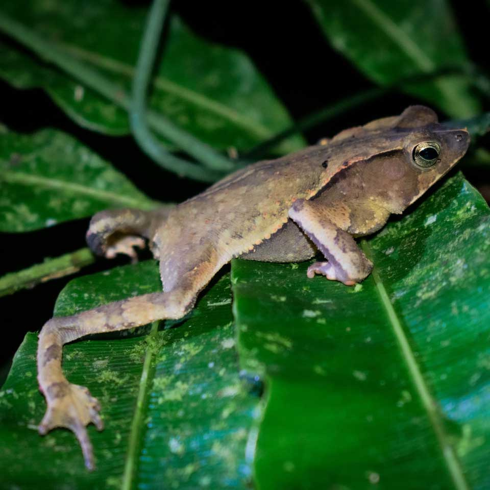 Biocorredor Martin Sagrado, Peru | PUR