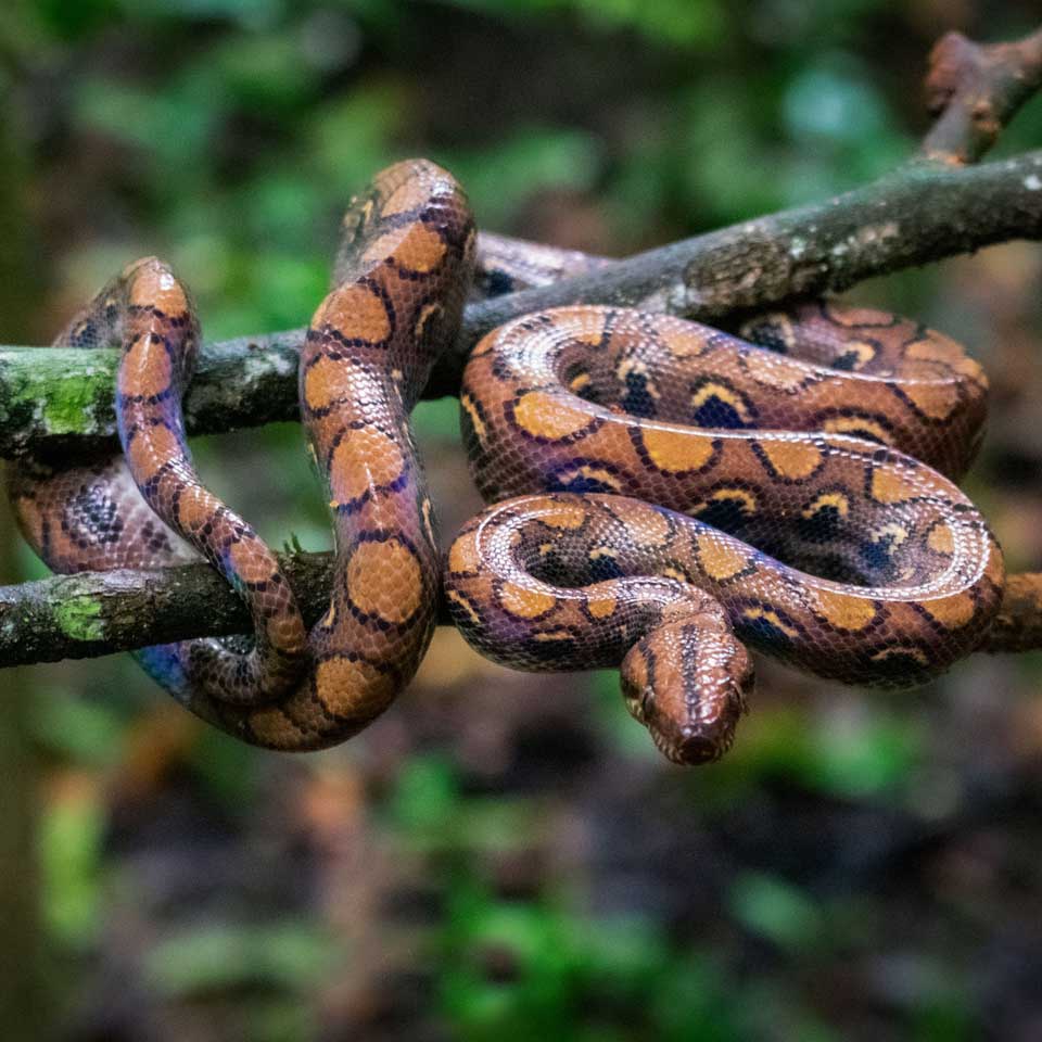 A snake wrapped around a tree branch.