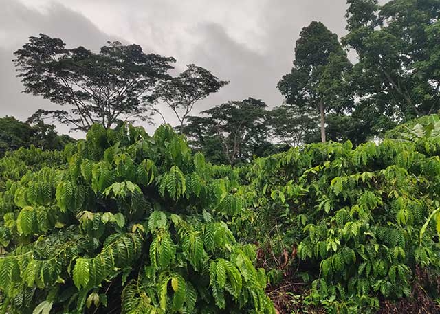 Cote d’Ivoire, Africa