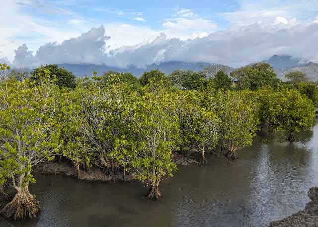 La magie des écosystèmes de mangrove