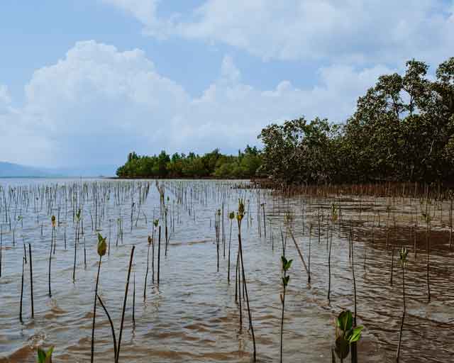 Are Blue Carbon Projects Possible without Community Support?